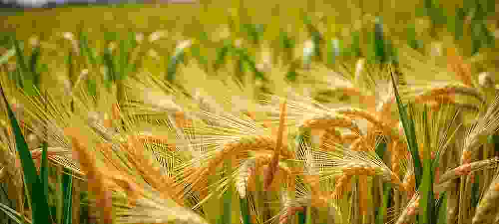 BSG - Fertilizantes Líquidos a partir de substâncias Húmicas