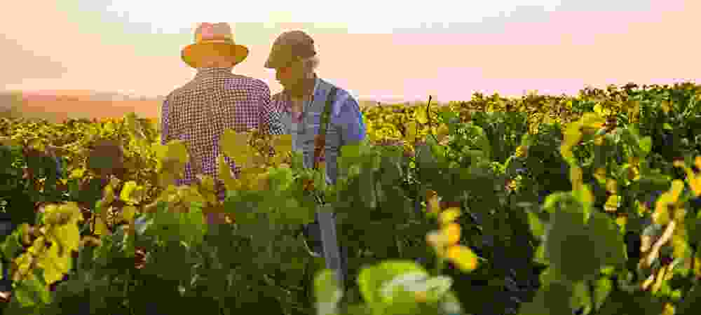 BSG - Fertilizantes Líquidos a partir de substâncias Húmicas