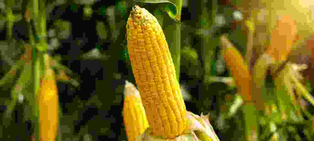 BSG - Fertilizantes Líquidos a partir de substâncias Húmicas