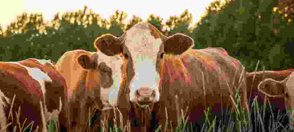 BSG - Fertilizantes Líquidos a partir de substâncias Húmicas